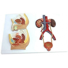 Median Section of Male and Female Urinary Tracts